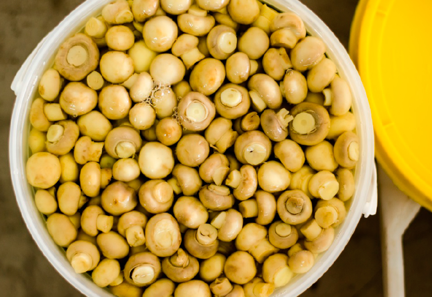Hongos del Pilar Distribuidora