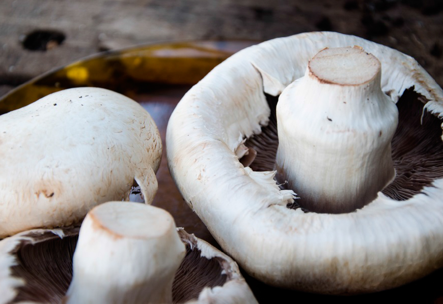 Productora de Hongos