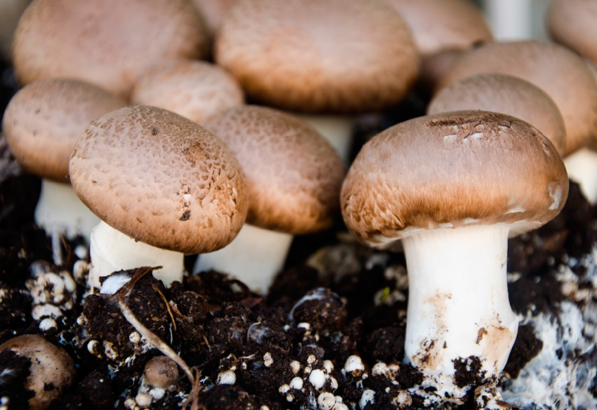 Distribuidora de Hongos y Portobellos