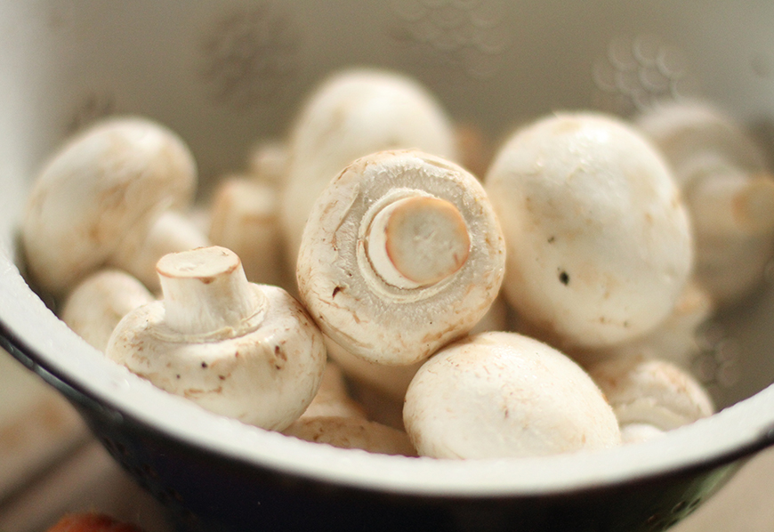 Hongos del Pilar Champignones